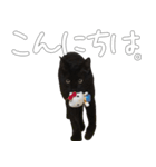 黒猫のひじきです。（個別スタンプ：7）