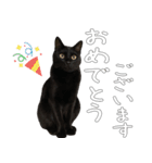 黒猫のひじきです。（個別スタンプ：11）