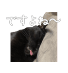 黒猫のひじきです。（個別スタンプ：13）