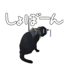 黒猫のひじきです。（個別スタンプ：17）