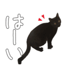 黒猫のひじきです。（個別スタンプ：19）