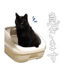 黒猫のひじきです。（個別スタンプ：20）