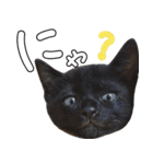 黒猫のひじきです。（個別スタンプ：21）