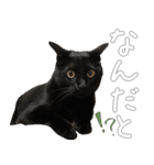 黒猫のひじきです。（個別スタンプ：22）