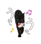 黒猫のひじきです。（個別スタンプ：26）