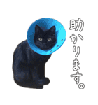 黒猫のひじきです。（個別スタンプ：34）