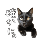 黒猫のひじきです。（個別スタンプ：35）