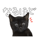 黒猫のひじきです。（個別スタンプ：36）