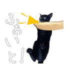 黒猫のひじきです。（個別スタンプ：37）