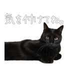 黒猫のひじきです。（個別スタンプ：38）