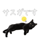 黒猫のひじきです。（個別スタンプ：40）