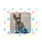 子犬(柴犬)写真 スタンプ（個別スタンプ：1）