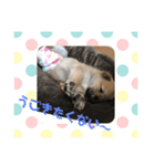 子犬(柴犬)写真 スタンプ（個別スタンプ：2）