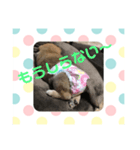 子犬(柴犬)写真 スタンプ（個別スタンプ：3）