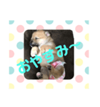 子犬(柴犬)写真 スタンプ（個別スタンプ：4）