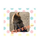 子犬(柴犬)写真 スタンプ（個別スタンプ：5）
