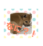 子犬(柴犬)写真 スタンプ（個別スタンプ：6）
