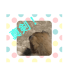 子犬(柴犬)写真 スタンプ（個別スタンプ：7）