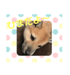 子犬(柴犬)写真 スタンプ（個別スタンプ：8）