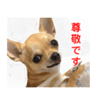 ちくわ1号（個別スタンプ：4）
