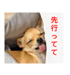 ちくわ1号（個別スタンプ：11）