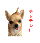 ちくわ1号（個別スタンプ：29）