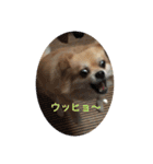 コロン、フクスタンプ（個別スタンプ：1）