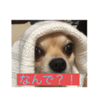 コロン、フクスタンプ（個別スタンプ：2）
