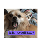 コロン、フクスタンプ（個別スタンプ：3）