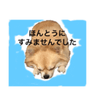 コロン、フクスタンプ（個別スタンプ：12）