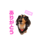 ちろんぷ（個別スタンプ：5）