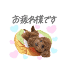 ちゃちゃ丸スタンプ②（個別スタンプ：8）