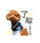 ちゃちゃ丸スタンプ②（個別スタンプ：10）