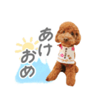 ちゃちゃ丸スタンプ②（個別スタンプ：16）