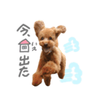 ちゃちゃ丸スタンプ②（個別スタンプ：17）