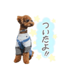ちゃちゃ丸スタンプ②（個別スタンプ：19）