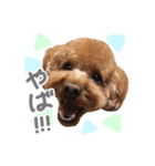 ちゃちゃ丸スタンプ②（個別スタンプ：21）