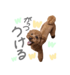 ちゃちゃ丸スタンプ②（個別スタンプ：23）
