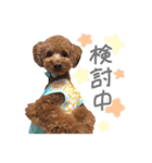 ちゃちゃ丸スタンプ②（個別スタンプ：37）