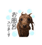 ちゃちゃ丸スタンプ②（個別スタンプ：38）