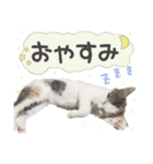 ジジ☆すたんぷ（個別スタンプ：3）