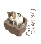ジジ☆すたんぷ（個別スタンプ：4）
