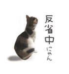 ジジ☆すたんぷ（個別スタンプ：5）