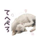 ジジ☆すたんぷ（個別スタンプ：10）