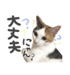 ジジ☆すたんぷ（個別スタンプ：13）