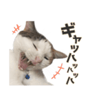 ジジ☆すたんぷ（個別スタンプ：14）