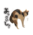 ジジ☆すたんぷ（個別スタンプ：15）