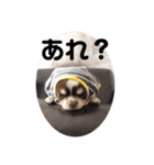 ぽこ太郎スタンプ☆（個別スタンプ：16）