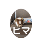 ぽこ太郎スタンプ☆（個別スタンプ：22）