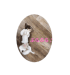 ぽこ太郎スタンプ☆（個別スタンプ：28）